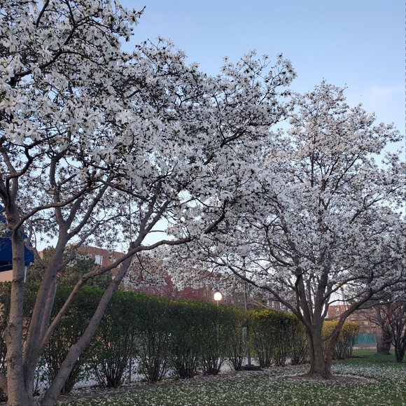 Meet your Posher, Ranjit - Picture 2 of 2